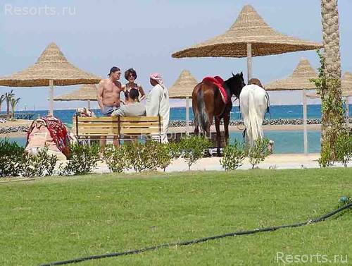 Desert Rose Resort 47